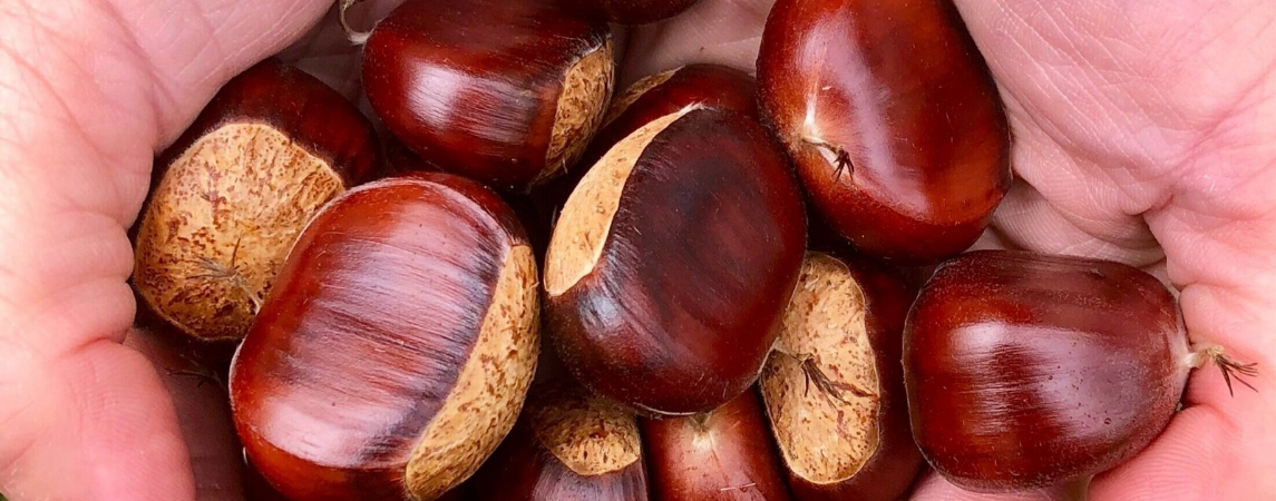 Kestane Üreticilerine Destek 