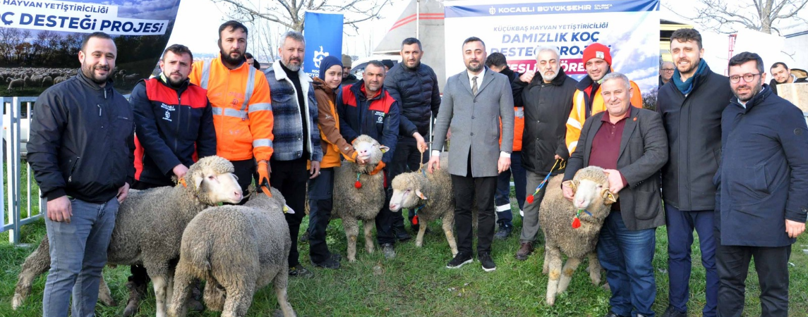 Üreticilere Damızlık Koç Desteği 