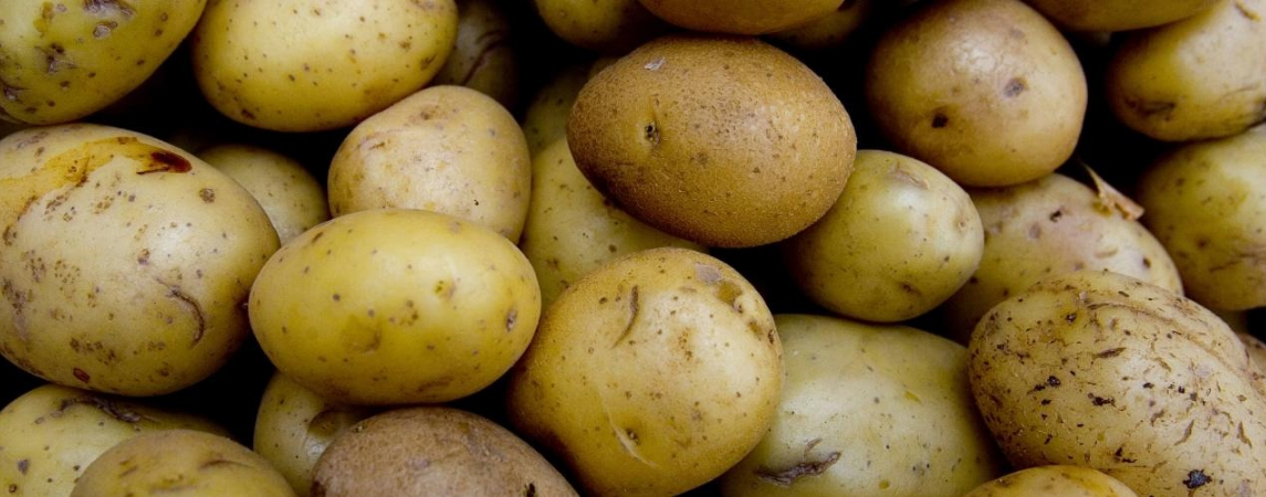 Uluslararası Patates Günü Bu Yıl İkinci Kez Kutlanıyor 