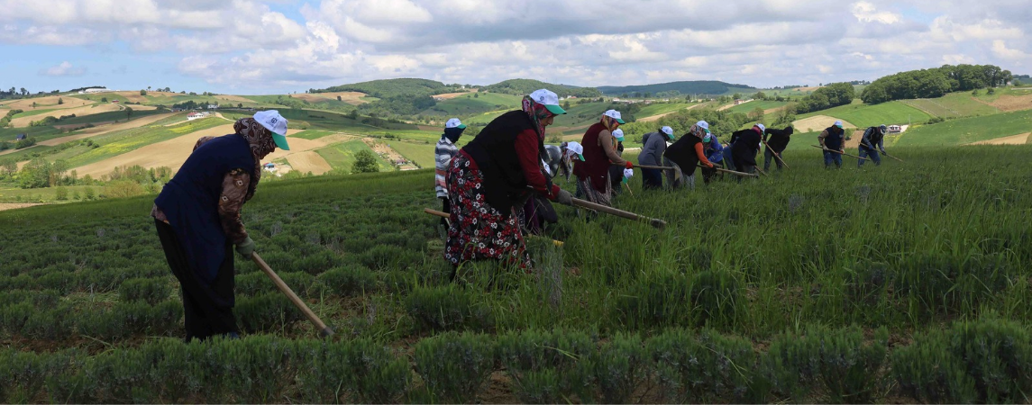 Tıbbi ve Aromatik Bitkilerin Bahar Temizliği Yapılıyor