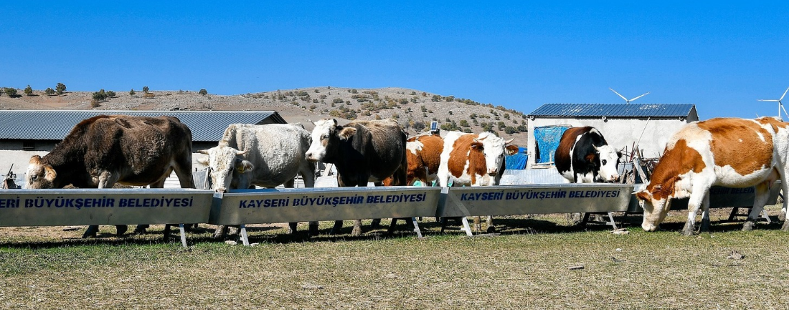 Hayvan İşletmelerinin Su Faturalarının Yarısı Büyükşehir'den