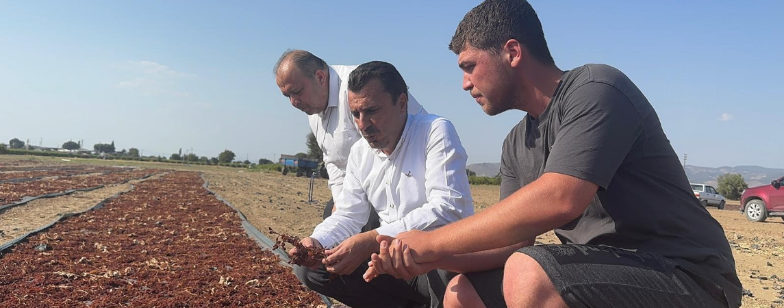 Rekolte Yarı Yarıya Düşmesine Rağmen Üzüm Fiyatı Düşüyor!