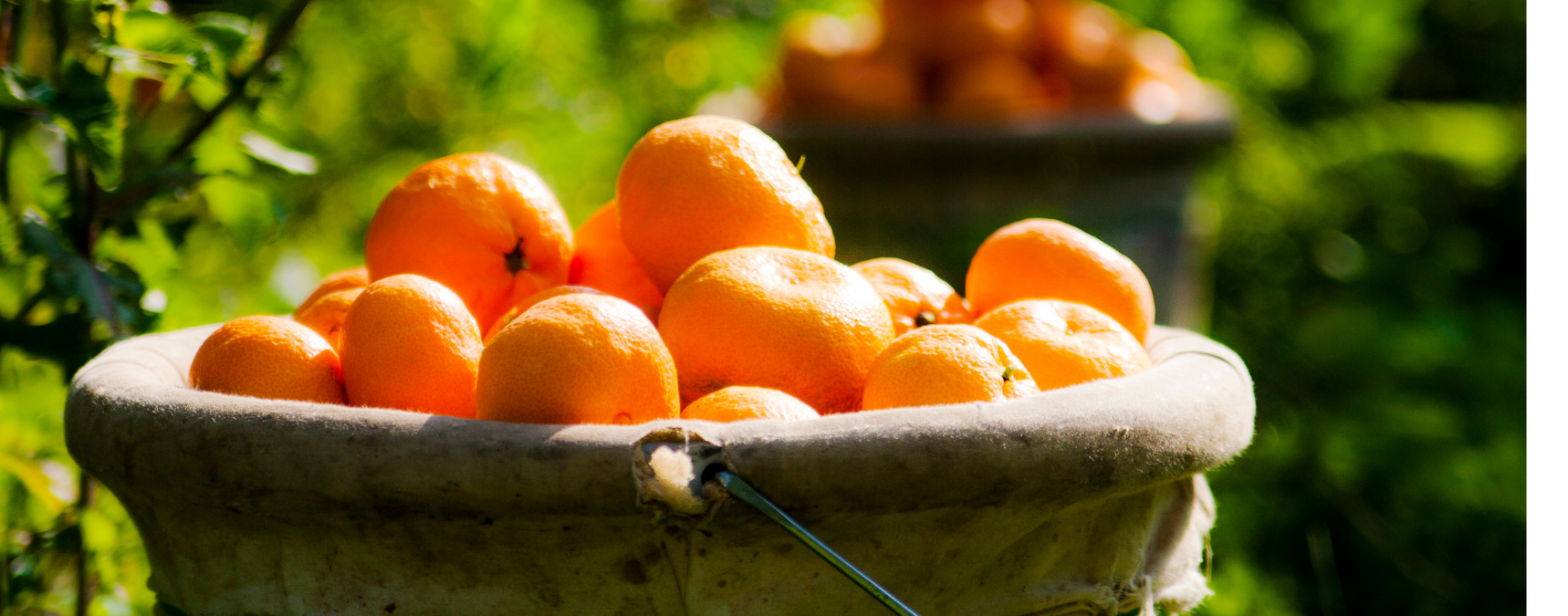 Satsuma Mandalinanın İhracat Yolculuğu Başlıyor