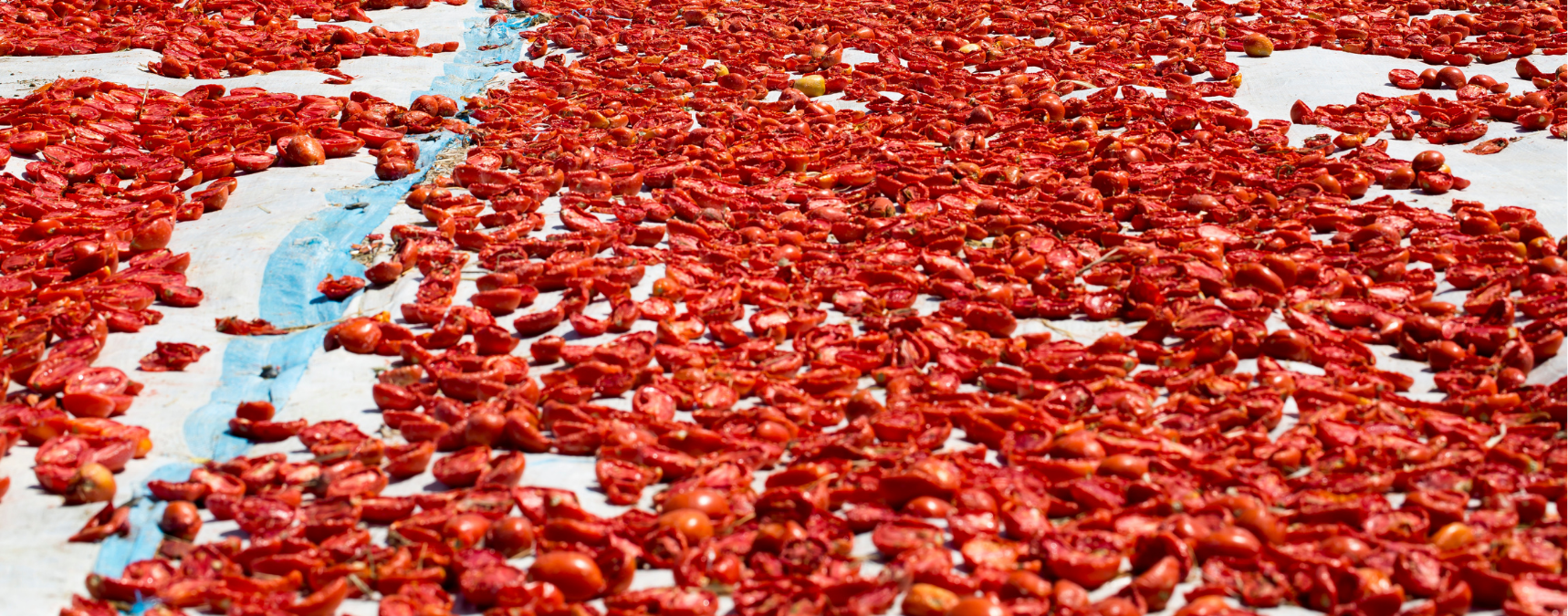 Türkiye Kuru Domates İhracatında Dünya İkincisi Oldu