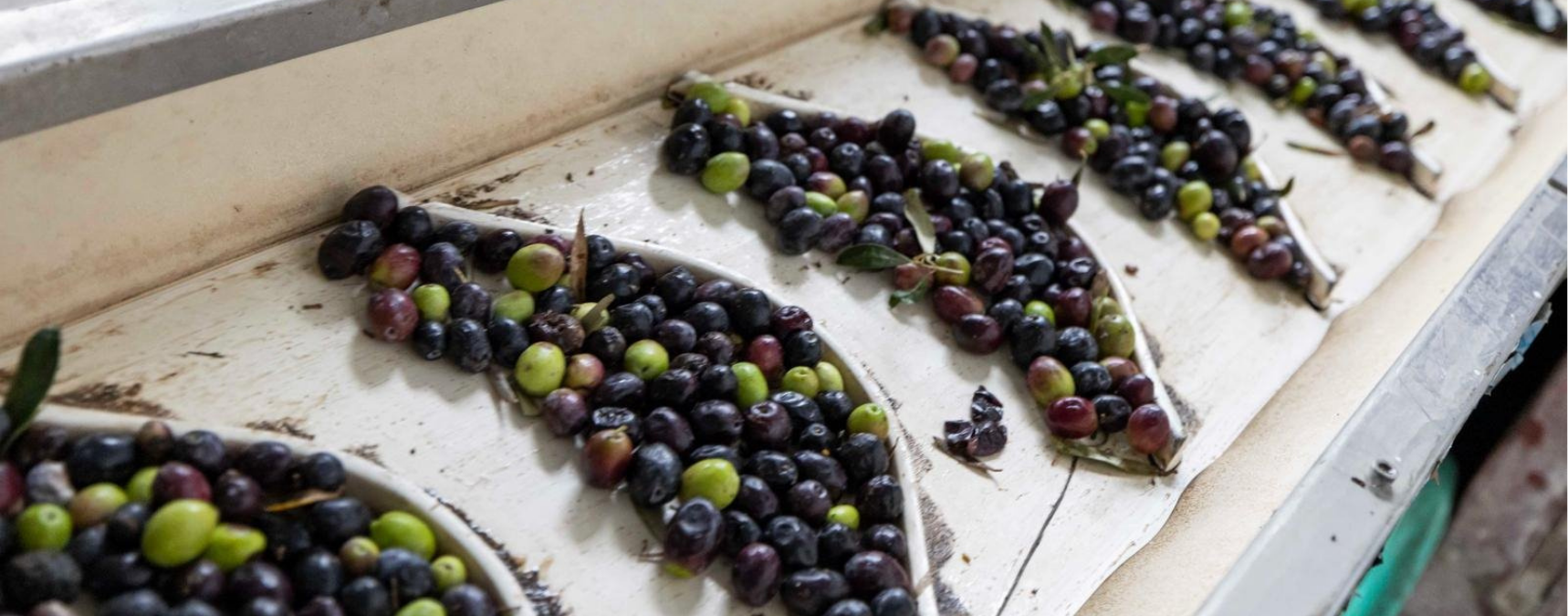 Sezonun İlk Zeytinyağı Başkan Tugay’dan