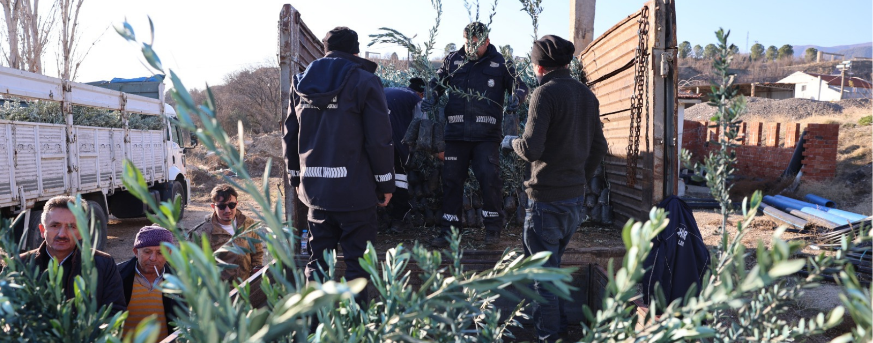 Eskişehir Büyükşehir'den Üreticilere Zeytin Fidanı Desteği
