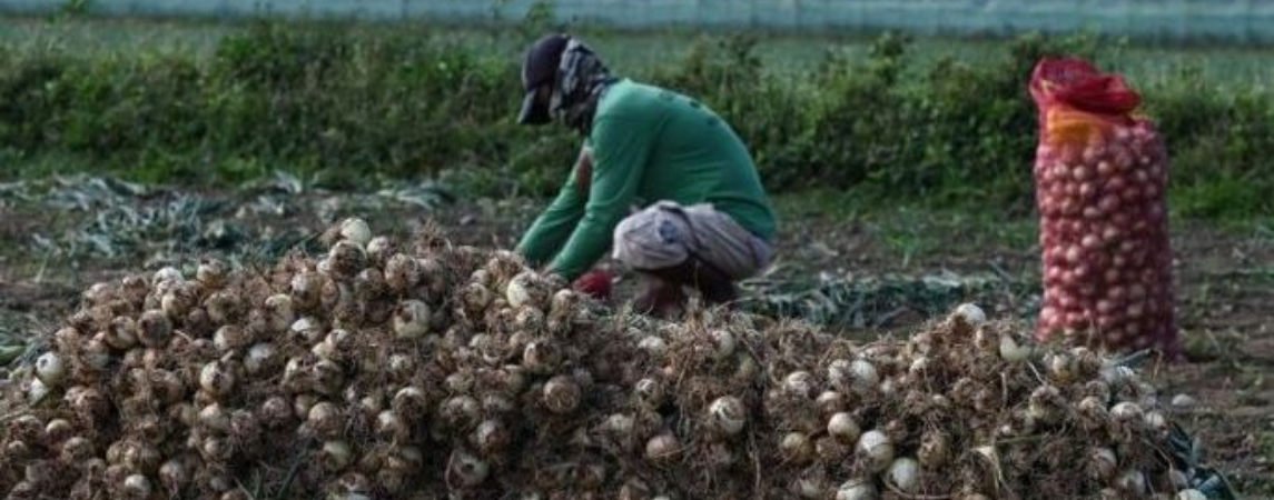 Soğan Üreticisi Bir Kez Daha Yüzüstü Bırakıldı 