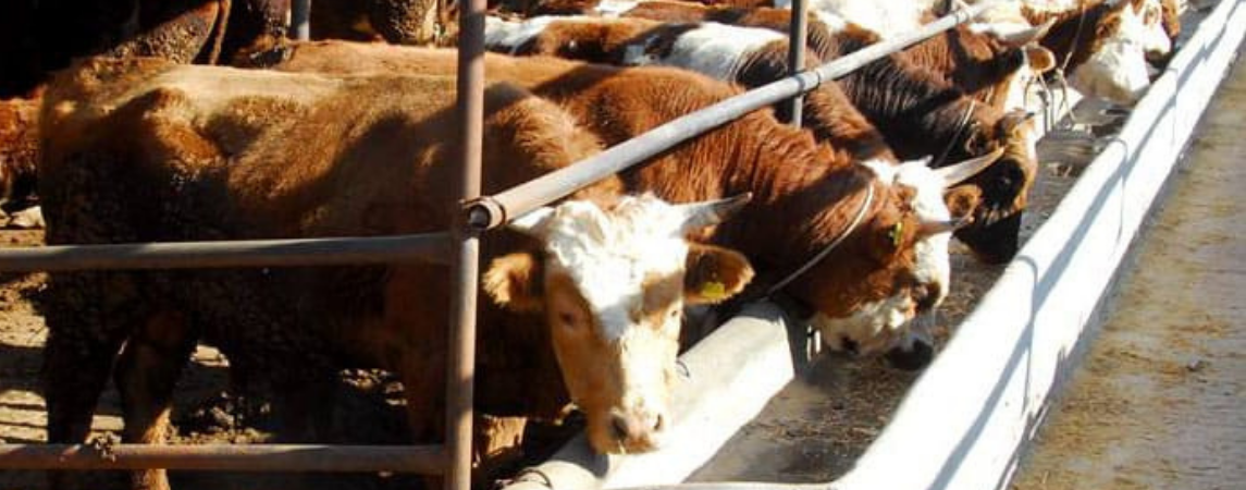 Borçlu Üreticilerin Hayvanları İcra Yoluyla Satılıyor 