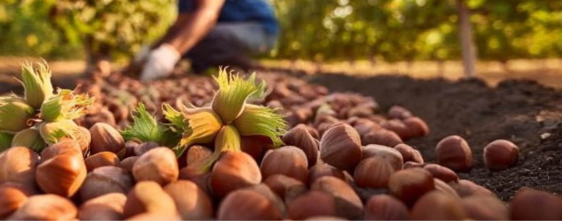 Fındıkta Rekolte Yüksek Gösterilerek Alım Fiyatı Düşük Tutuldu