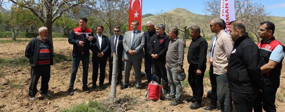 Ceviz Üretiminin Arttırılması İçin Aşı Çalışması
