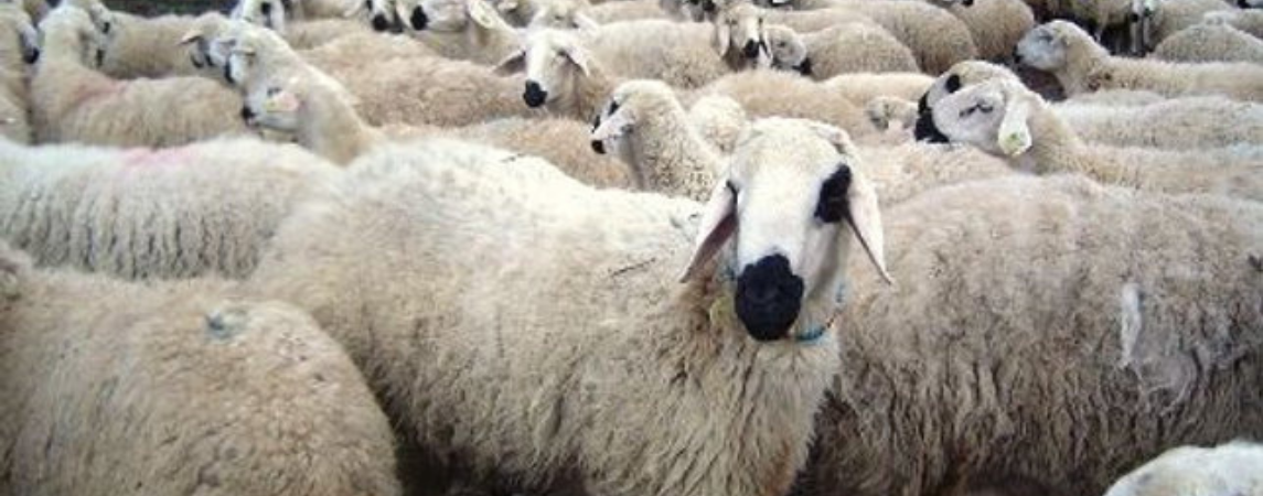 Bakan Yumaklı; Kurbanlık Arzında Herhangi Bir Sıkıntı Yok!