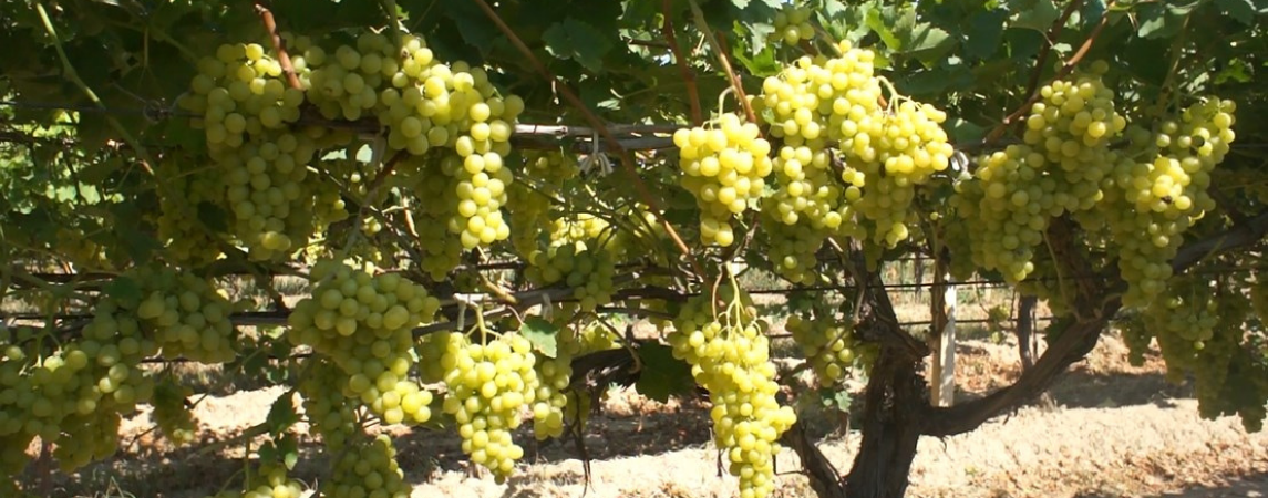 Superior Seedless Üzümü Sofralardaki Yerini Aldı