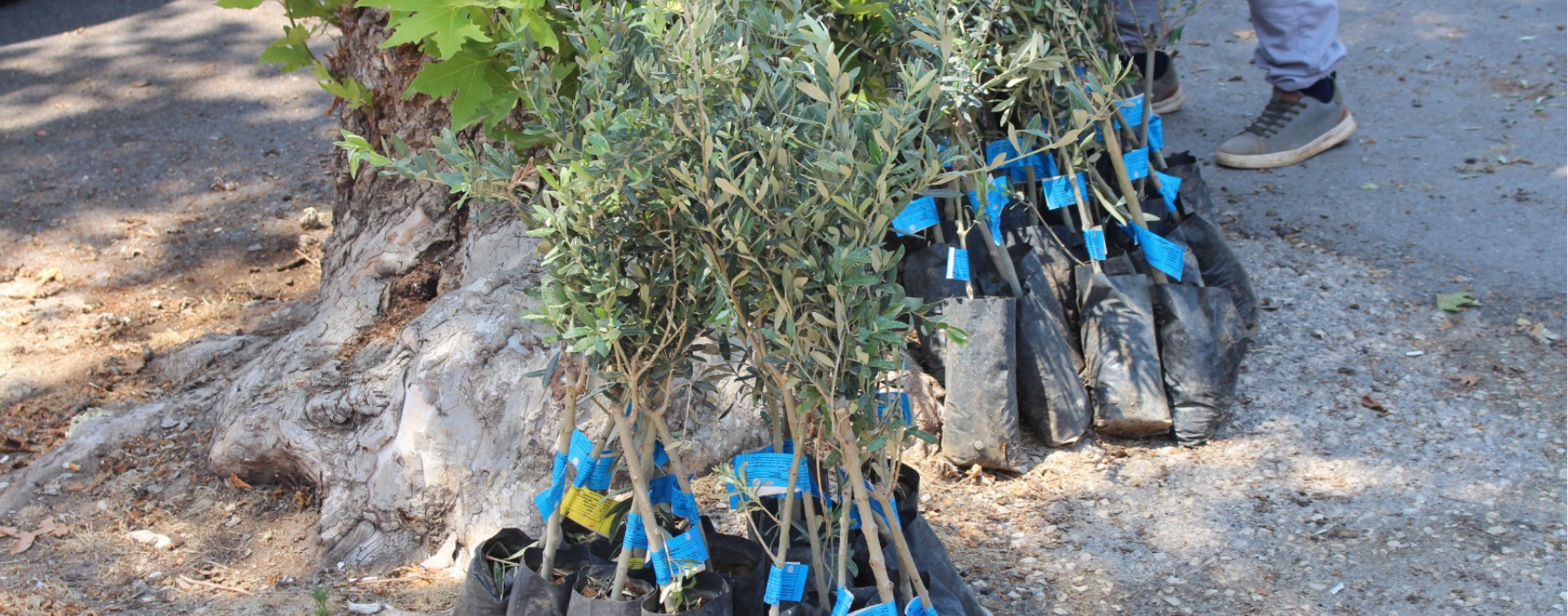 2 Bin Üreticiye 40 Bin Zeytin Fidanı Dağıtılacak