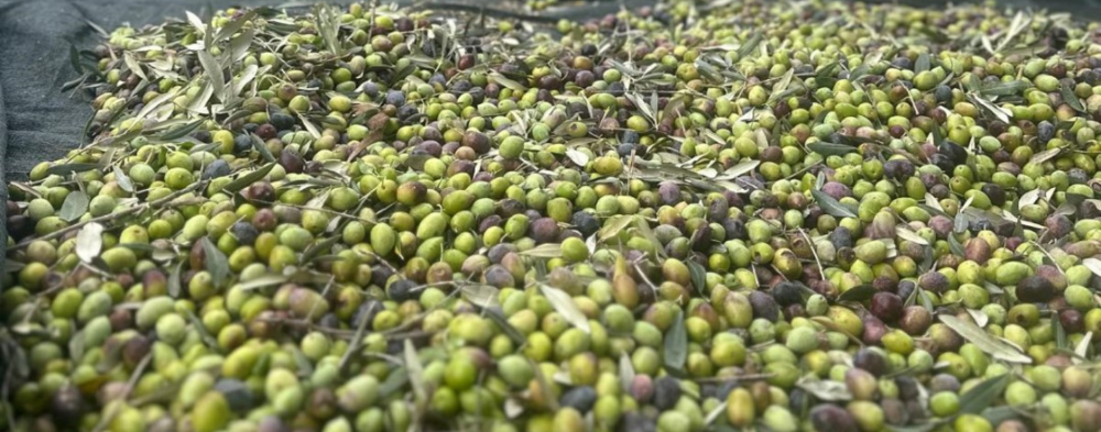 Bodrum’da Zeytin Hasadı Başladı