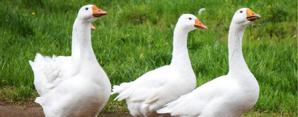 7.Türkiye Kaz Çalıştayı Samsun'da Yapıldı